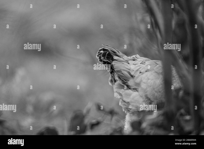 Germany - chicken road deutschland