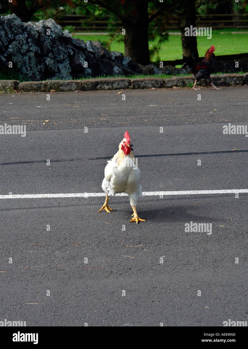Het Avontuur van de Kippenweg: Speel Chicken Road Nu in Nederland Online